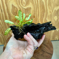 Scapeshop.com.au One Only Bucephalandra on Small Driftwood - ONE ONLY - Calm Bucephalandra on Small Driftwood - ONE ONLY - Scapeshop Australia