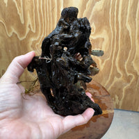 Scapeshop.com.au One Only Bucephalandra on Small Driftwood - ONE ONLY - Calm Bucephalandra on Small Driftwood - ONE ONLY - Scapeshop Australia