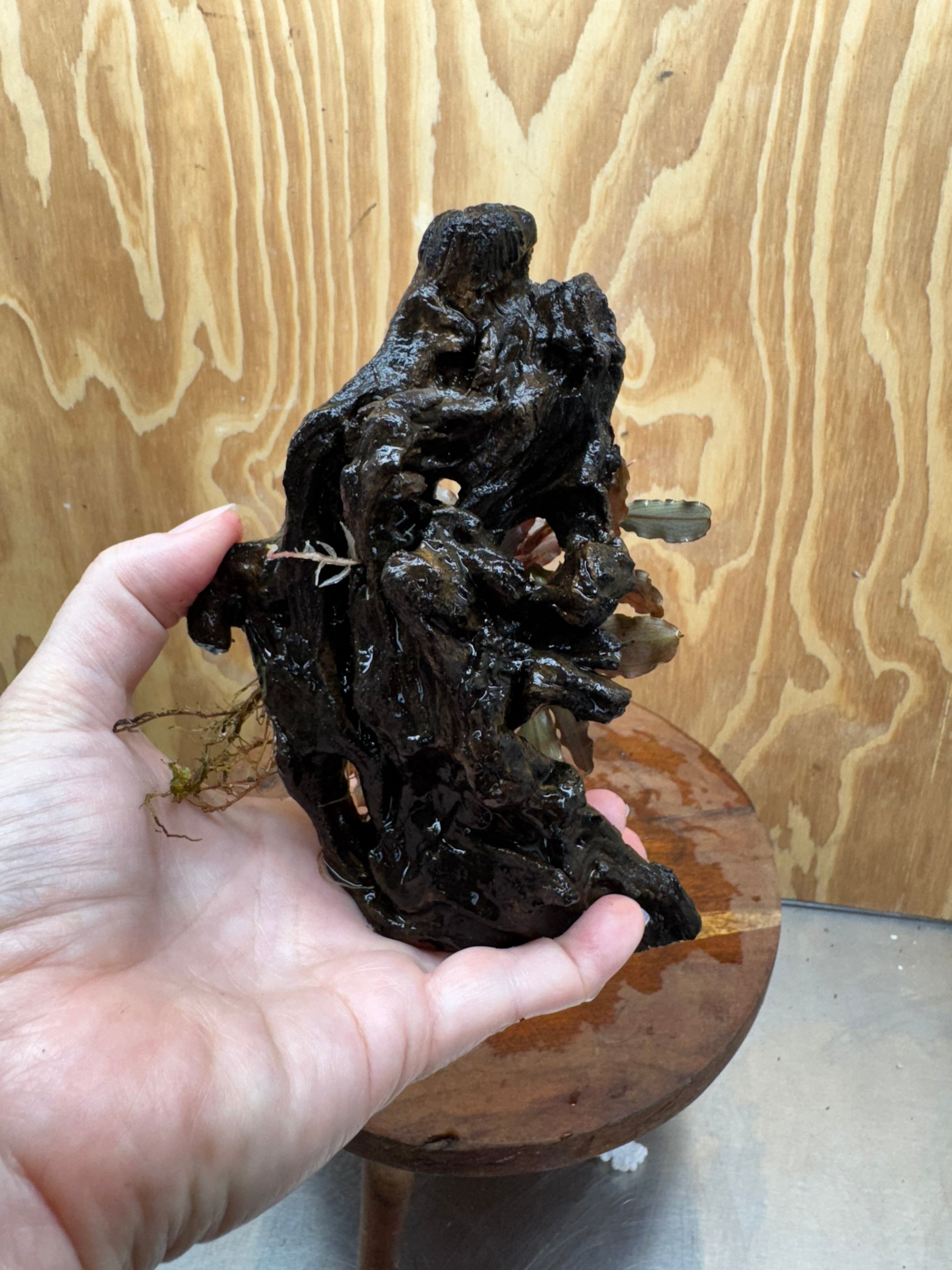 Scapeshop.com.au One Only Bucephalandra on Small Driftwood - ONE ONLY - Calm Bucephalandra on Small Driftwood - ONE ONLY - Scapeshop Australia