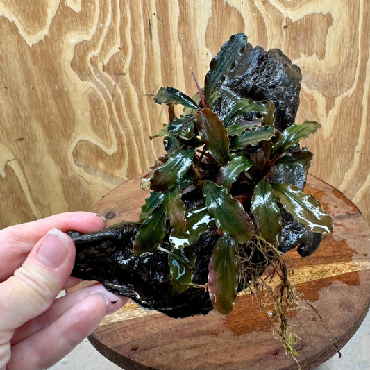 Scapeshop.com.au One Only Bucephalandra on Small Driftwood - ONE ONLY - Calm Bucephalandra on Small Driftwood - ONE ONLY - Scapeshop Australia