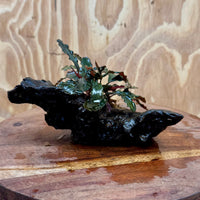 Scapeshop.com.au One Only Bucephalandra on Small Driftwood - ONE ONLY - Calm Bucephalandra on Small Driftwood - ONE ONLY - Scapeshop Australia