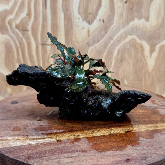 Scapeshop.com.au One Only Bucephalandra on Small Driftwood - ONE ONLY - Calm Bucephalandra on Small Driftwood - ONE ONLY - Scapeshop Australia