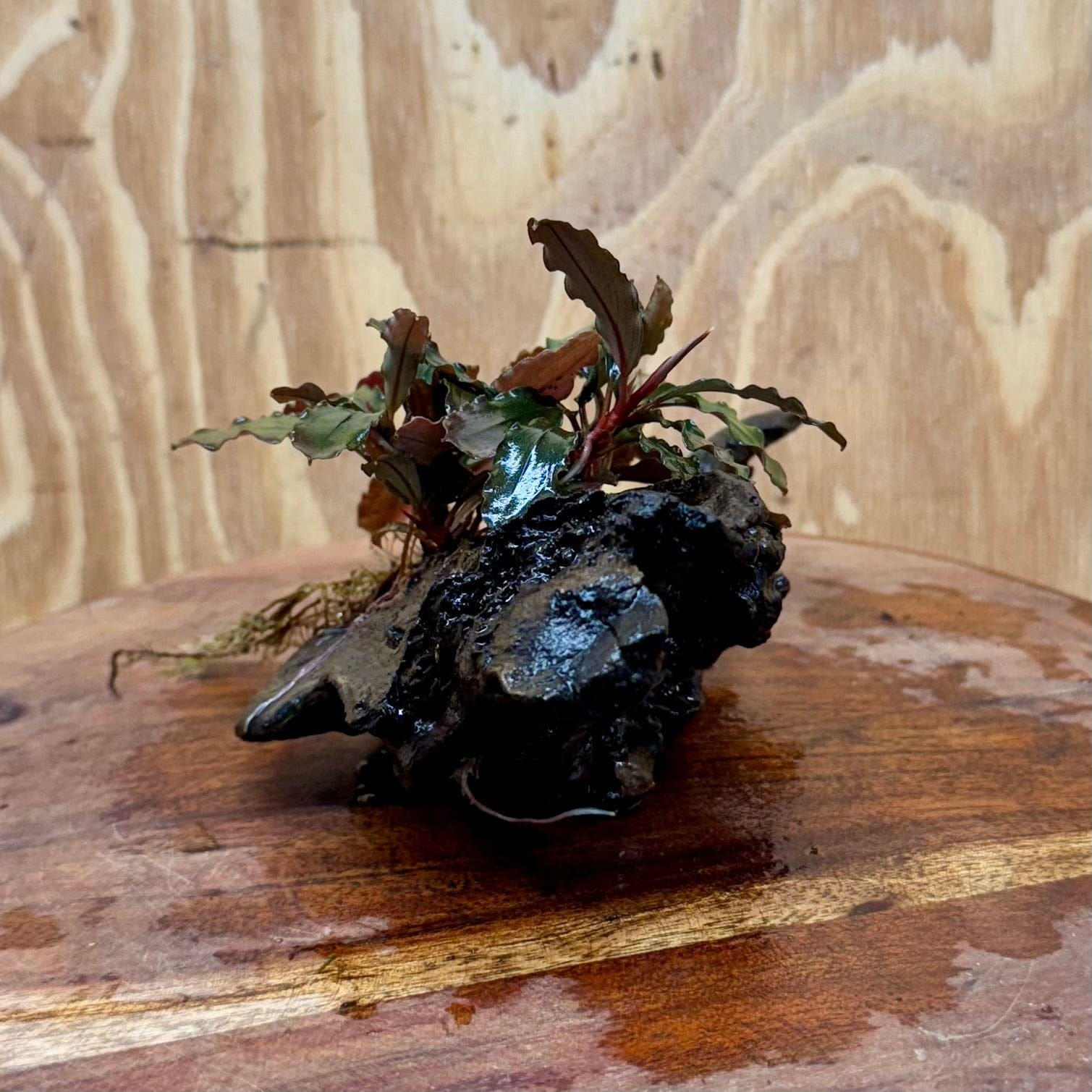 Scapeshop.com.au One Only Bucephalandra on Small Driftwood - ONE ONLY - Calm Bucephalandra on Small Driftwood - ONE ONLY - Scapeshop Australia