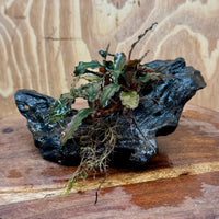Scapeshop.com.au One Only Bucephalandra on Small Driftwood - ONE ONLY - Calm Bucephalandra on Small Driftwood - ONE ONLY - Scapeshop Australia