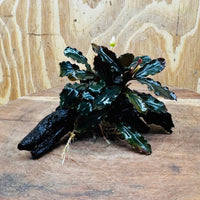 Scapeshop.com.au One Only Bucephalandra on Small Driftwood - ONE ONLY - Calm Bucephalandra on Small Driftwood - ONE ONLY - Scapeshop Australia