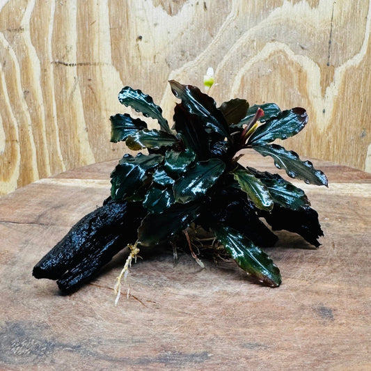 Scapeshop.com.au One Only Bucephalandra on Small Driftwood - ONE ONLY - Calm Bucephalandra on Small Driftwood - ONE ONLY - Scapeshop Australia