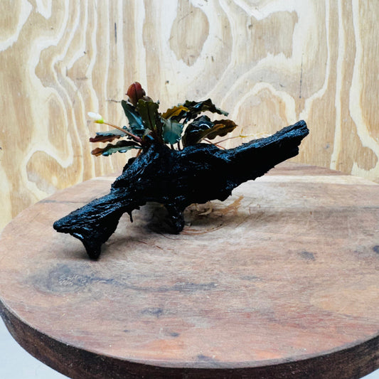 Scapeshop.com.au One Only Bucephalandra on Small Driftwood - ONE ONLY - Calm Bucephalandra on Small Driftwood - ONE ONLY - Scapeshop Australia