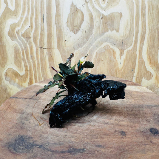Scapeshop.com.au One Only Bucephalandra on Small Driftwood - ONE ONLY - Calm Bucephalandra on Small Driftwood - ONE ONLY - Scapeshop Australia