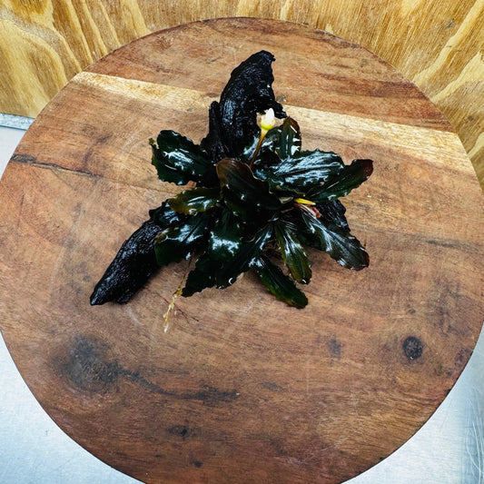 Scapeshop.com.au One Only Bucephalandra on Small Driftwood - ONE ONLY - Calm Bucephalandra on Small Driftwood - ONE ONLY - Scapeshop Australia