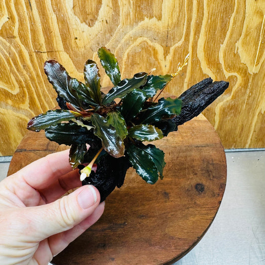 Scapeshop.com.au One Only Bucephalandra on Small Driftwood - ONE ONLY - Calm Bucephalandra on Small Driftwood - ONE ONLY - Scapeshop Australia