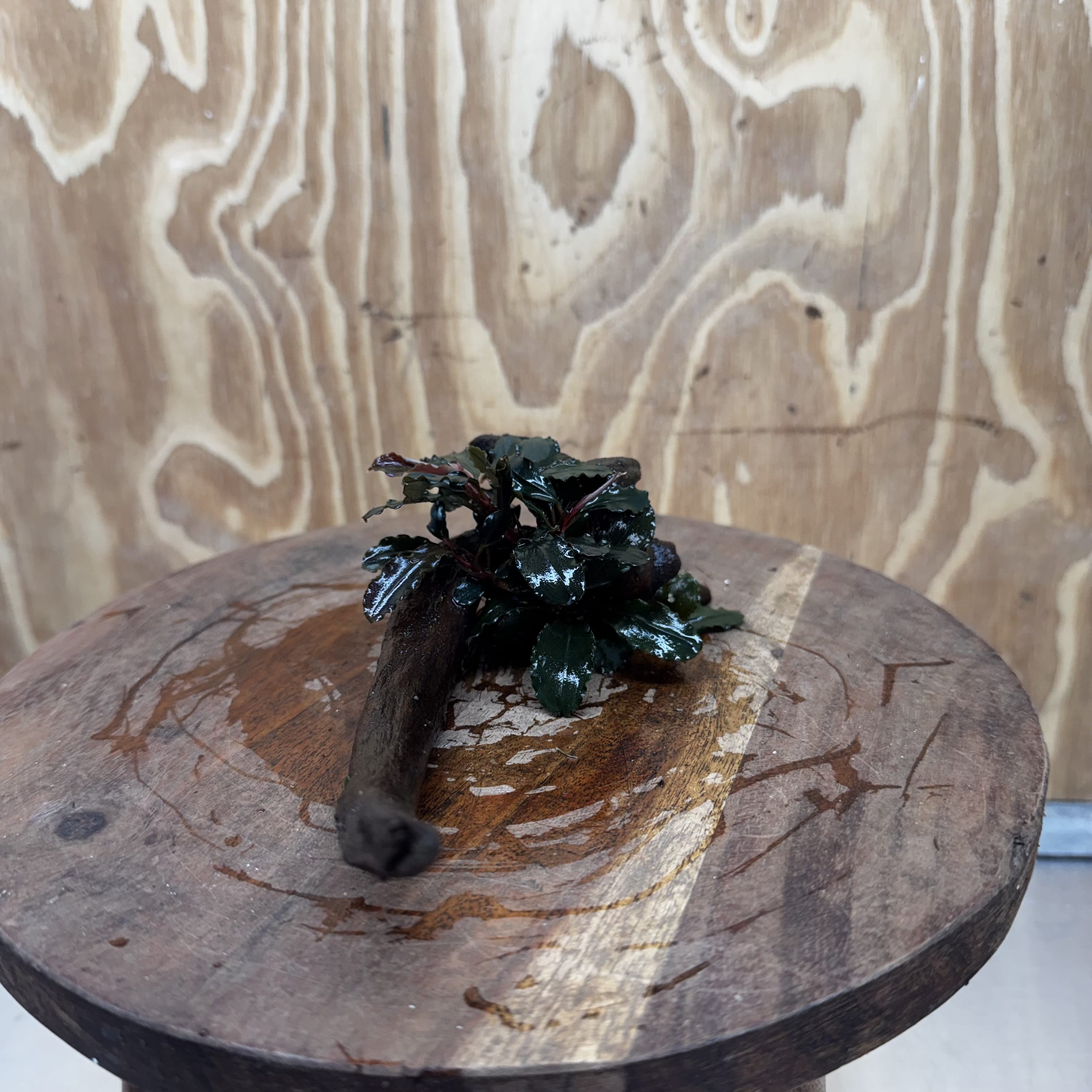 Scapeshop.com.au One Only Bucephalandra on Small Driftwood - ONE ONLY - Calm Bucephalandra on Small Driftwood - ONE ONLY - Scapeshop Australia