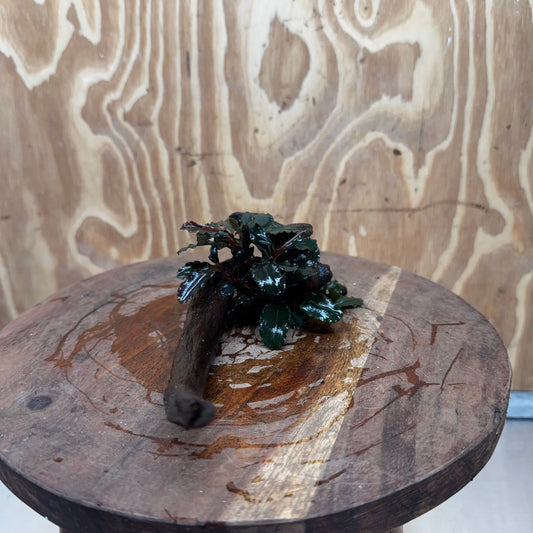 Scapeshop.com.au One Only Bucephalandra on Small Driftwood - ONE ONLY - Calm Bucephalandra on Small Driftwood - ONE ONLY - Scapeshop Australia