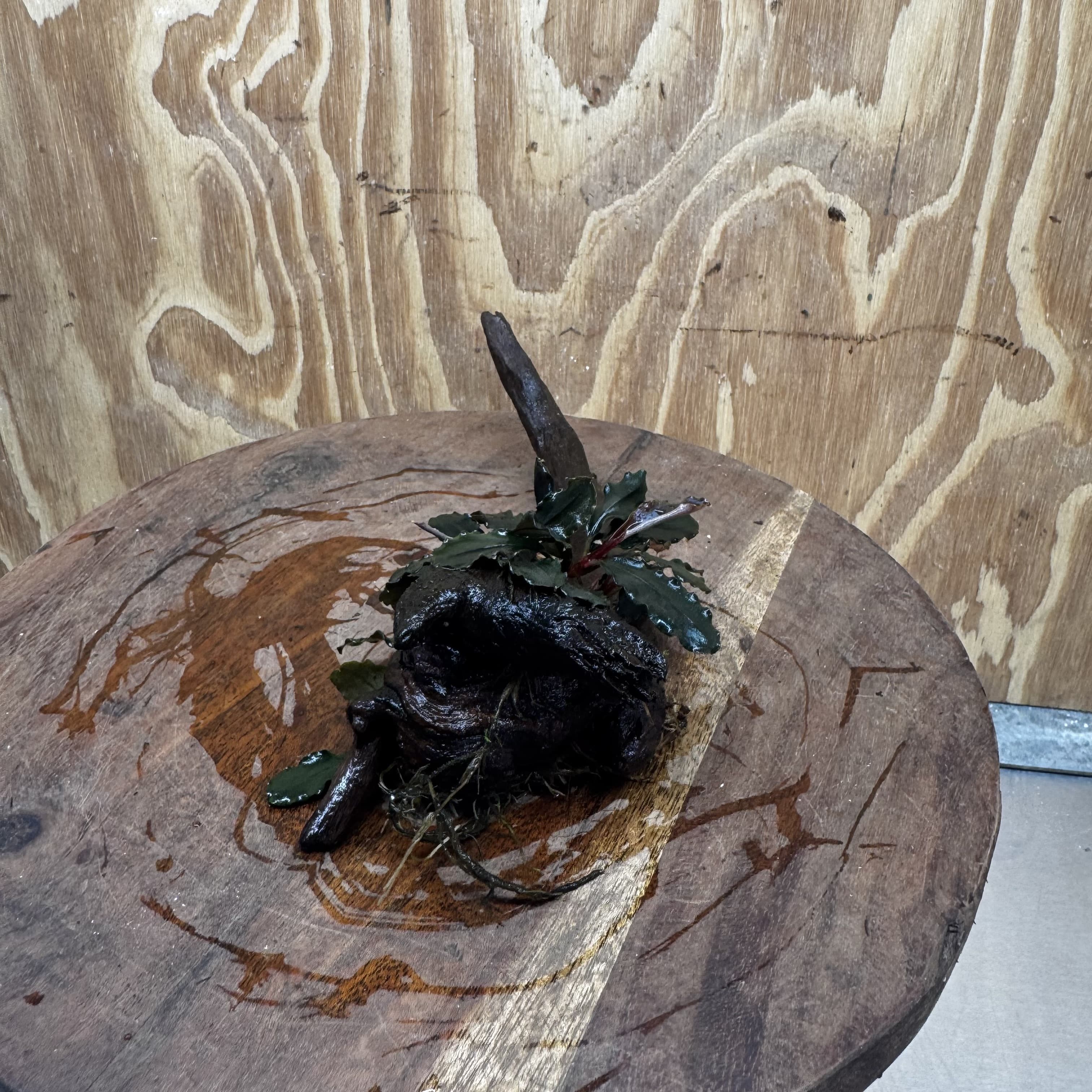 Scapeshop.com.au One Only Bucephalandra on Small Driftwood - ONE ONLY - Calm Bucephalandra on Small Driftwood - ONE ONLY - Scapeshop Australia