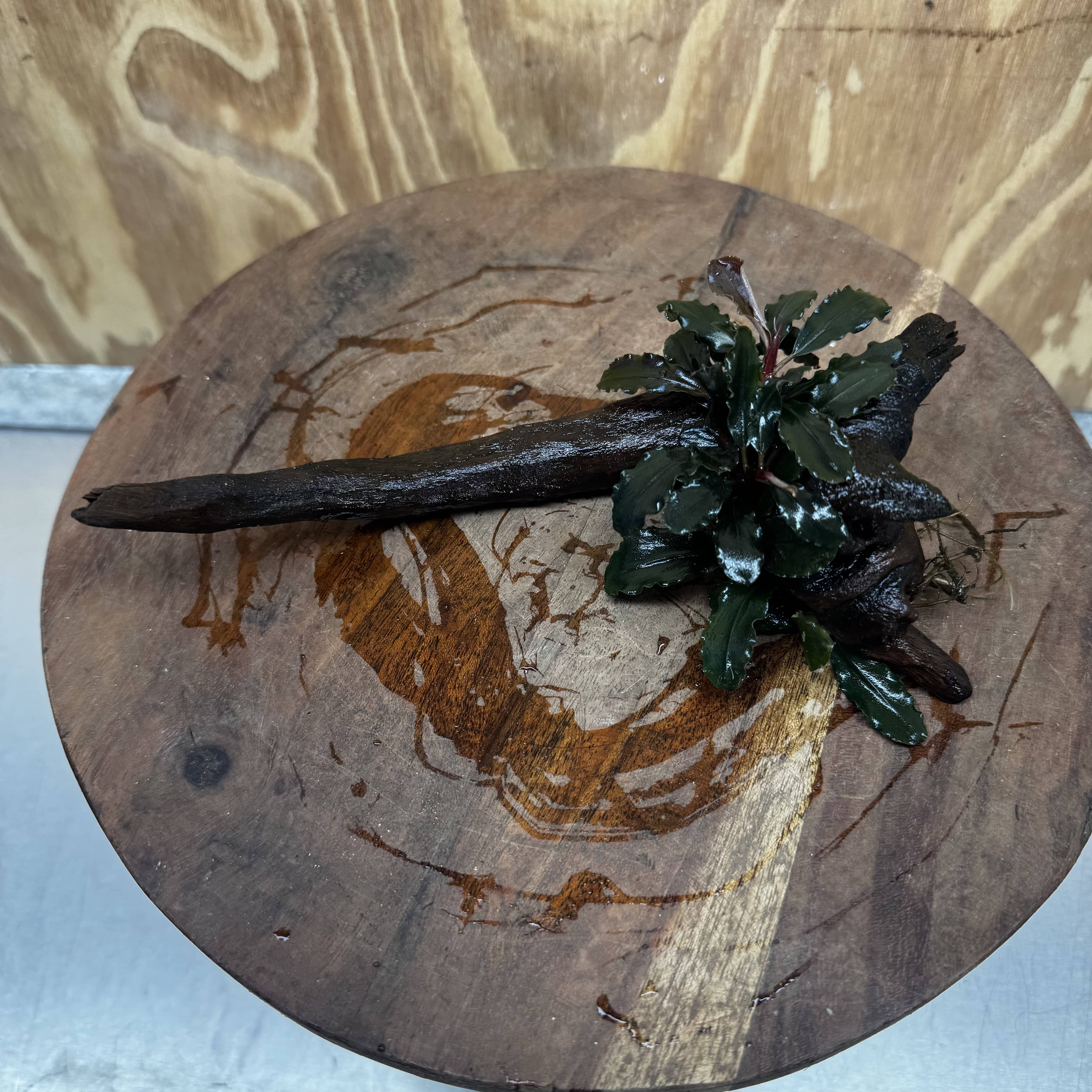 Scapeshop.com.au One Only Bucephalandra on Small Driftwood - ONE ONLY - Calm Bucephalandra on Small Driftwood - ONE ONLY - Scapeshop Australia