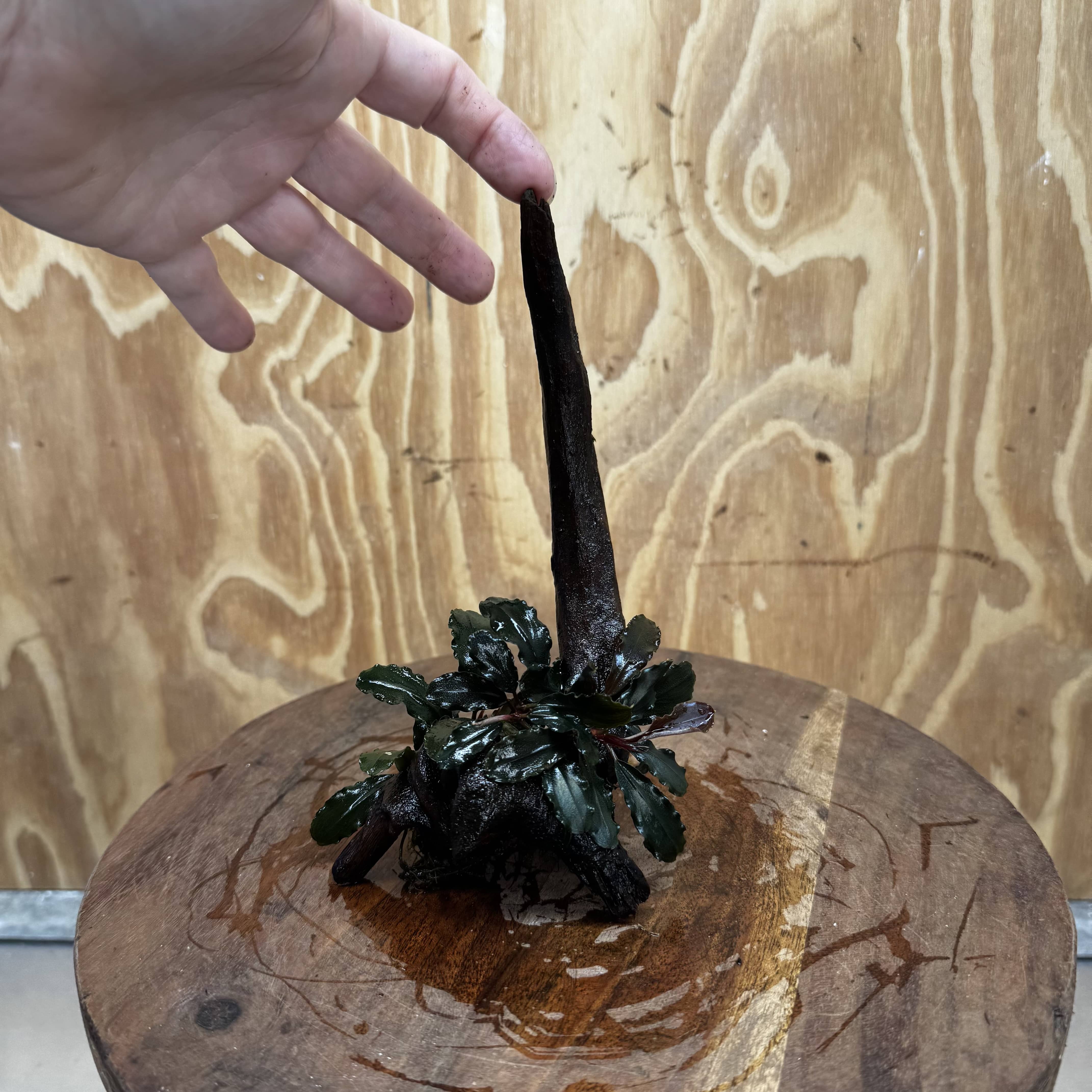 Scapeshop.com.au One Only Bucephalandra on Small Driftwood - ONE ONLY - Calm Bucephalandra on Small Driftwood - ONE ONLY - Scapeshop Australia