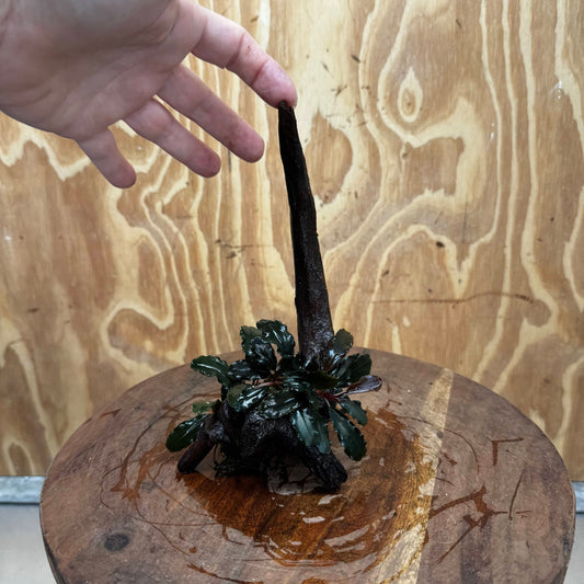 Scapeshop.com.au One Only Bucephalandra on Small Driftwood - ONE ONLY - Calm Bucephalandra on Small Driftwood - ONE ONLY - Scapeshop Australia