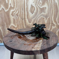 Scapeshop.com.au One Only Bucephalandra on Small Driftwood - ONE ONLY - Calm Bucephalandra on Small Driftwood - ONE ONLY - Scapeshop Australia