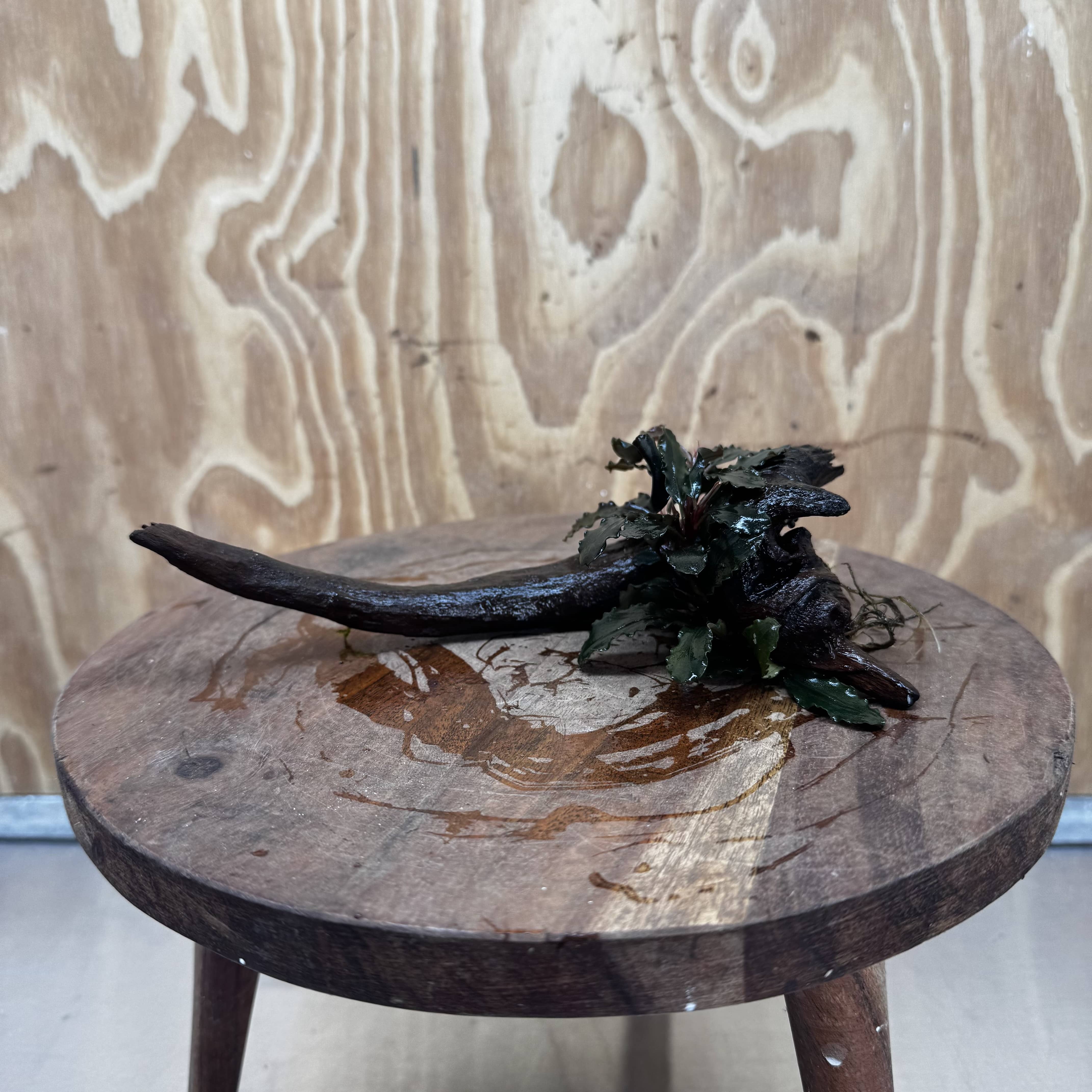 Scapeshop.com.au One Only Bucephalandra on Small Driftwood - ONE ONLY - Calm Bucephalandra on Small Driftwood - ONE ONLY - Scapeshop Australia