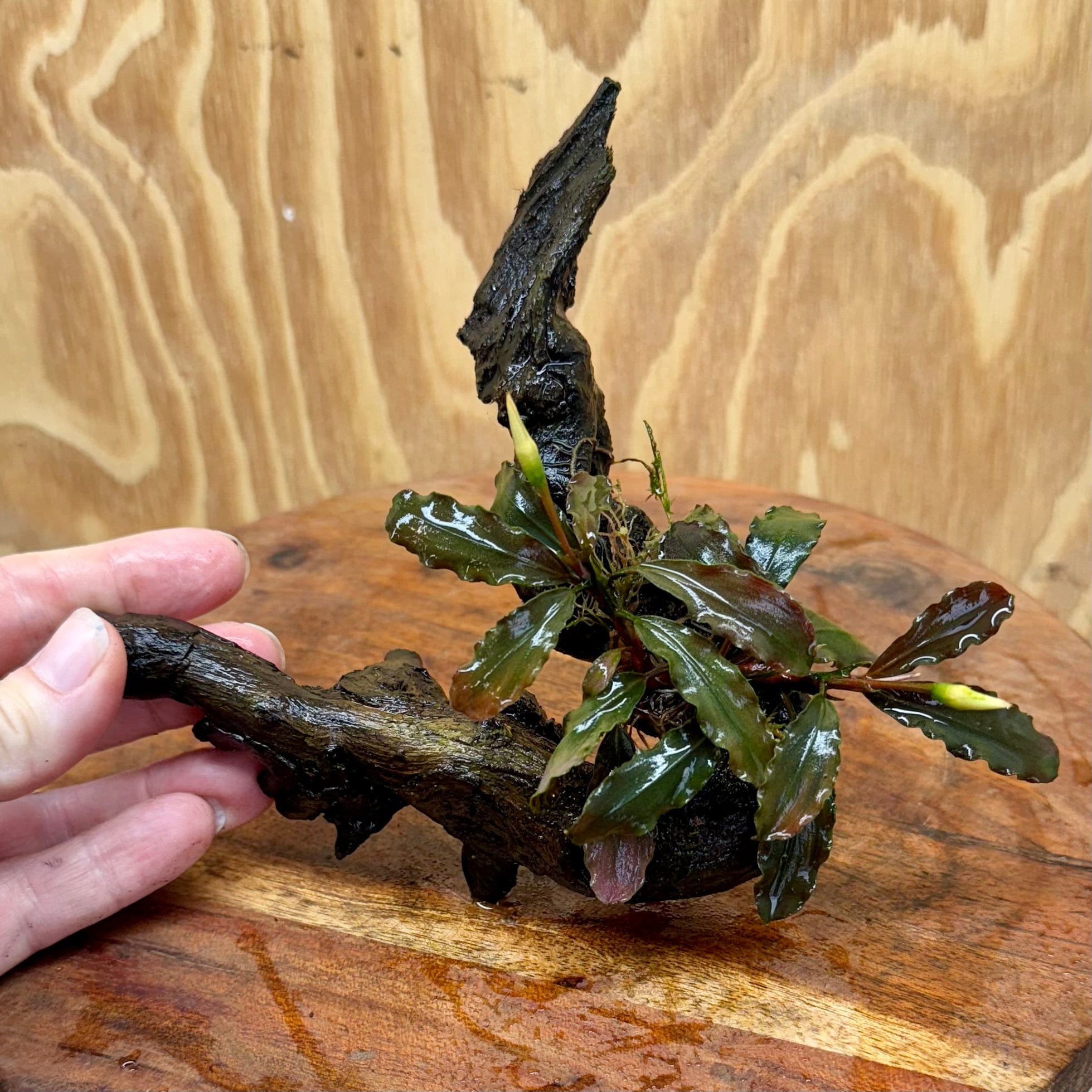 Scapeshop.com.au One Only Bucephalandra on Small Driftwood - ONE ONLY - Calm Bucephalandra on Small Driftwood - ONE ONLY - Scapeshop Australia