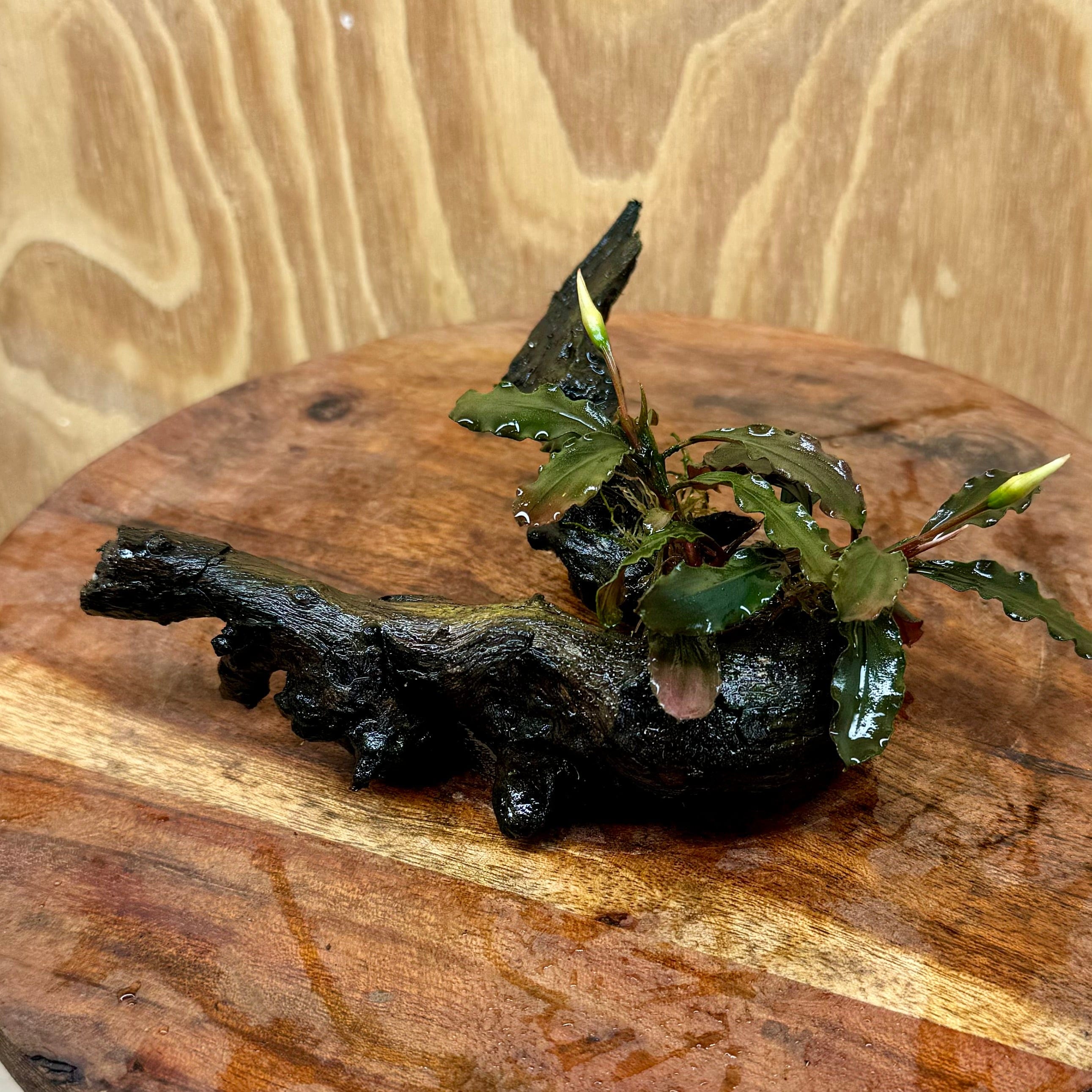 Scapeshop.com.au One Only Bucephalandra on Small Driftwood - ONE ONLY - Calm Bucephalandra on Small Driftwood - ONE ONLY - Scapeshop Australia