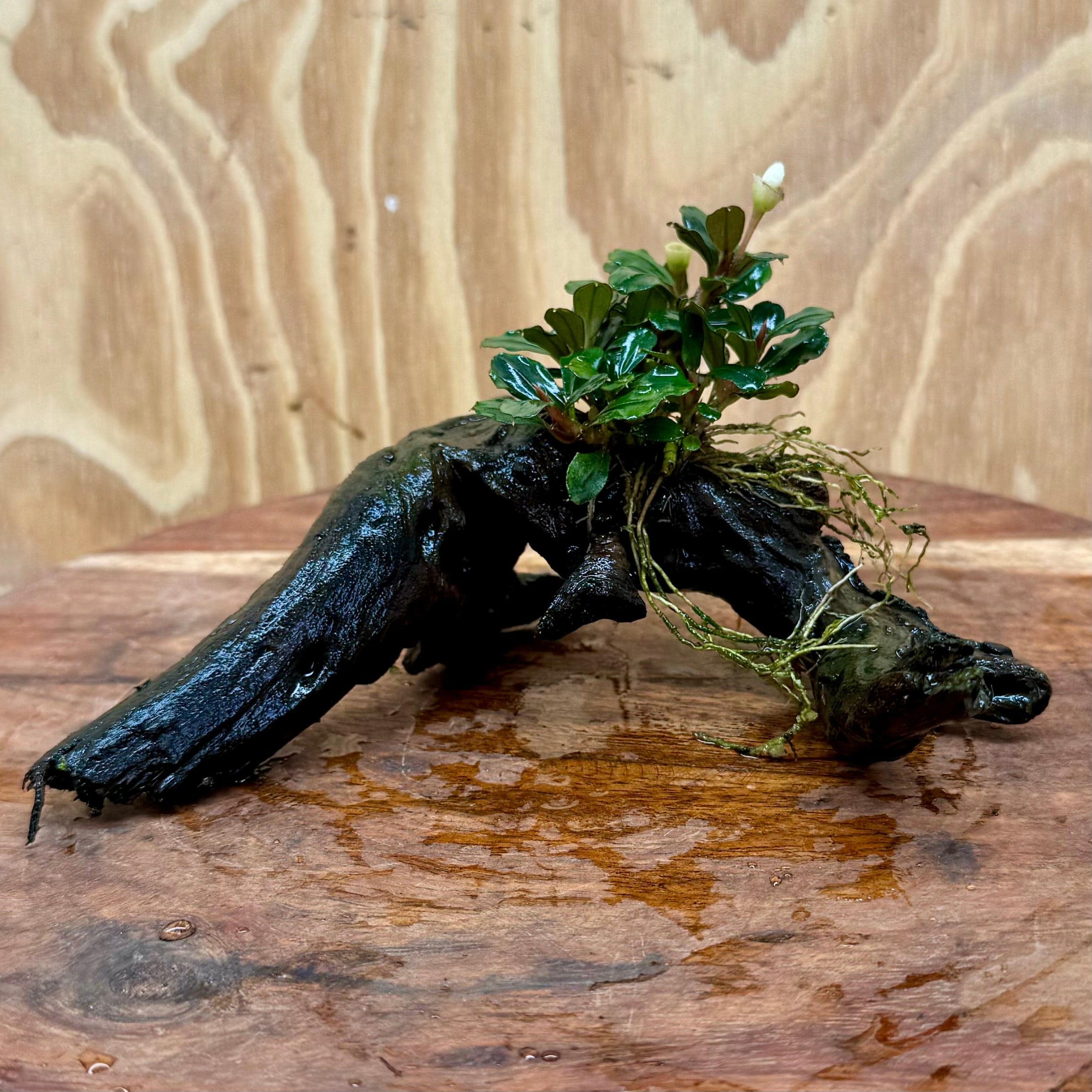 Scapeshop.com.au One Only Bucephalandra on Small Driftwood - ONE ONLY - Calm Bucephalandra on Small Driftwood - ONE ONLY - Scapeshop Australia