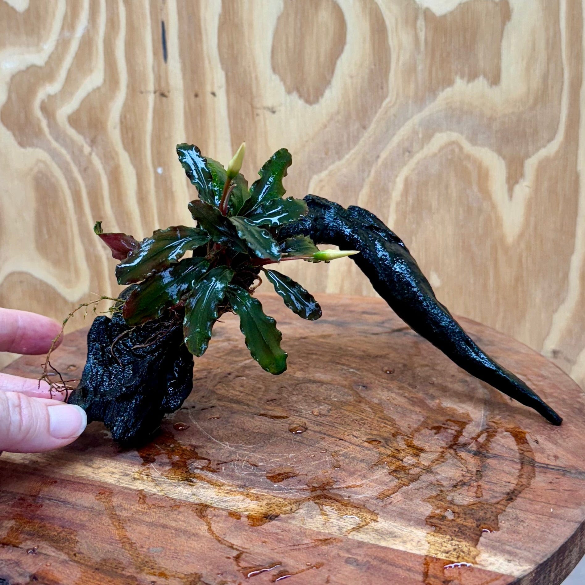 Scapeshop.com.au One Only Bucephalandra on Small Driftwood - ONE ONLY - Curve Bucephalandra on Small Driftwood - ONE ONLY - Scapeshop Australia