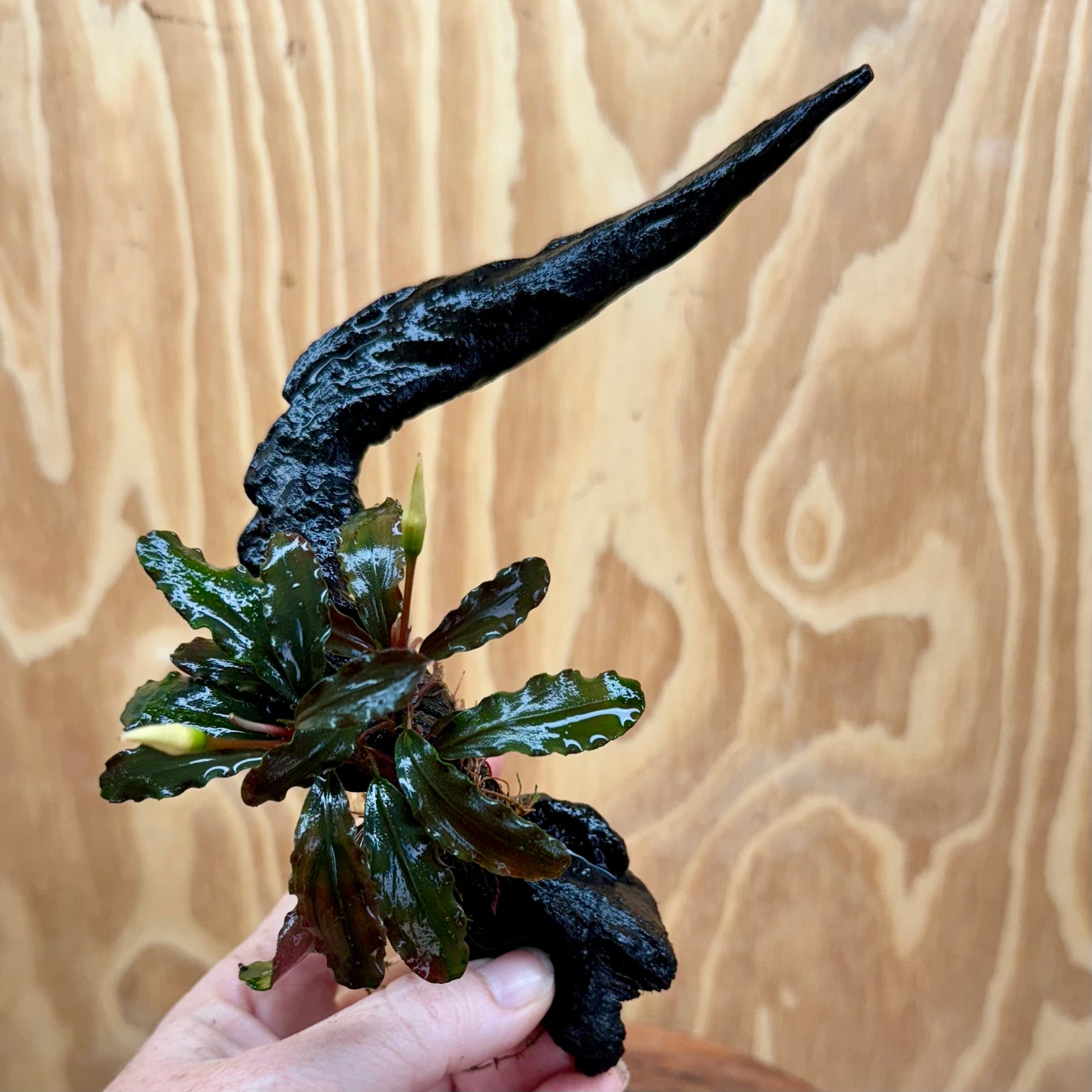 Scapeshop.com.au One Only Bucephalandra on Small Driftwood - ONE ONLY - Curve Bucephalandra on Small Driftwood - ONE ONLY - Scapeshop Australia