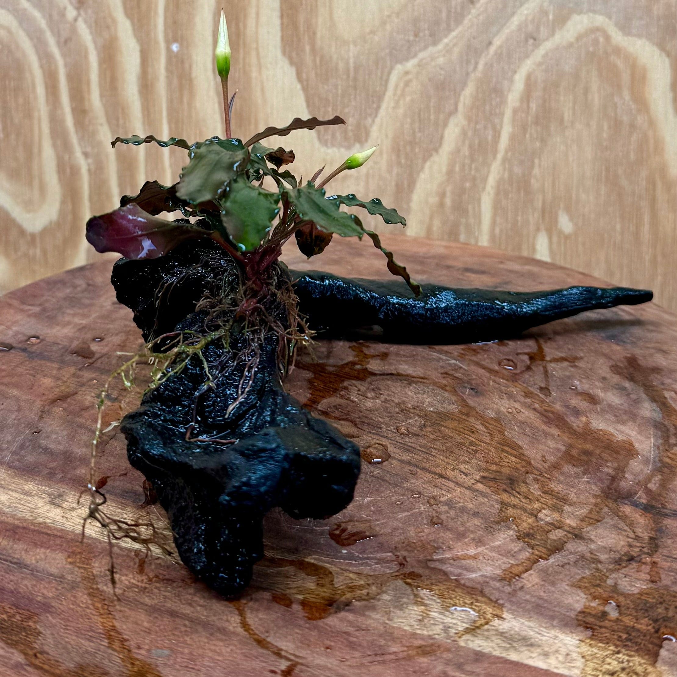 Scapeshop.com.au One Only Bucephalandra on Small Driftwood - ONE ONLY - Curve Bucephalandra on Small Driftwood - ONE ONLY - Scapeshop Australia