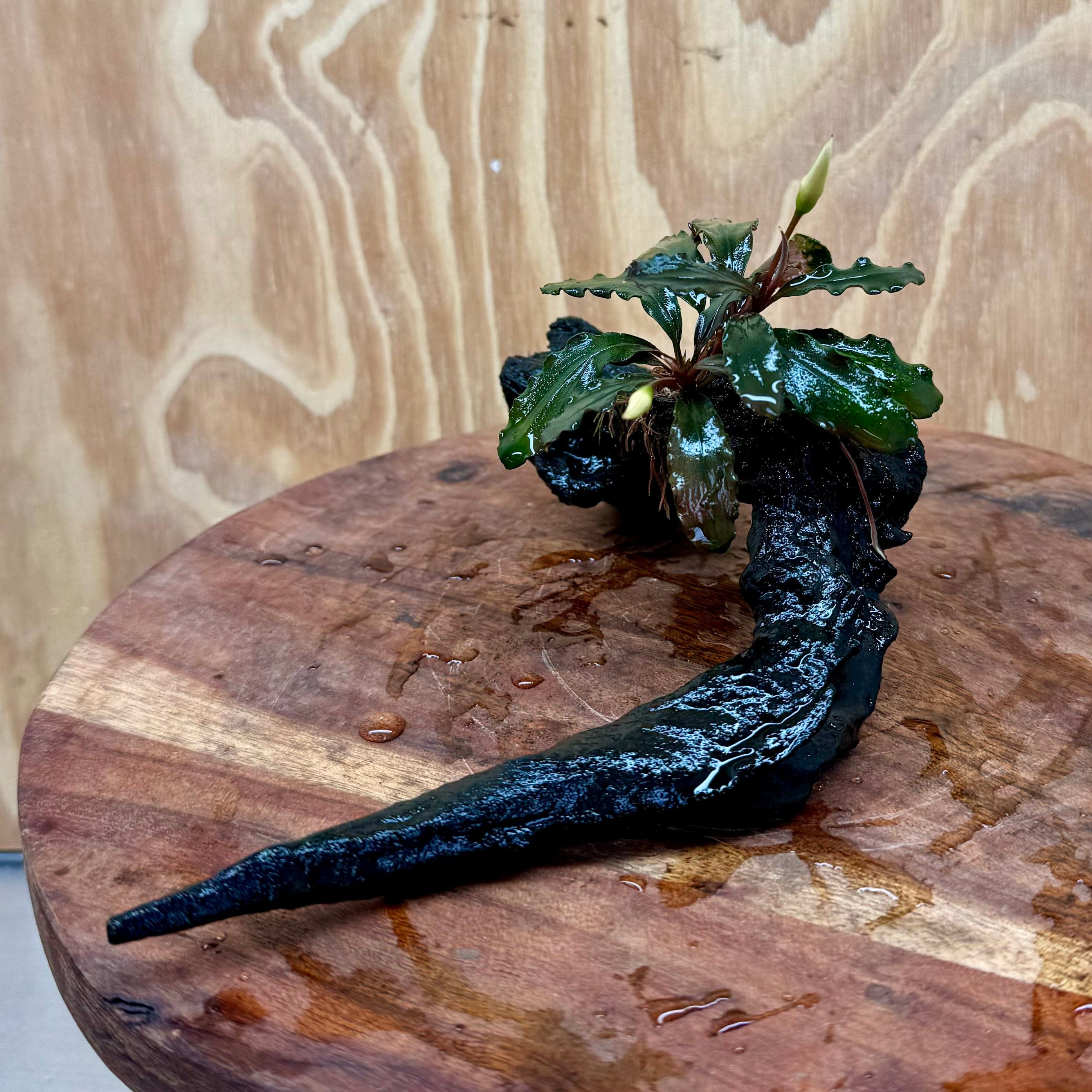 Scapeshop.com.au One Only Bucephalandra on Small Driftwood - ONE ONLY - Curve Bucephalandra on Small Driftwood - ONE ONLY - Scapeshop Australia