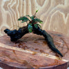 Scapeshop.com.au One Only Bucephalandra on Small Driftwood - ONE ONLY - Curve Bucephalandra on Small Driftwood - ONE ONLY - Scapeshop Australia