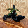 Scapeshop.com.au One Only Bucephalandra on Small Driftwood - ONE ONLY - Intricate Bucephalandra on Small Driftwood - ONE ONLY - Scapeshop Australia