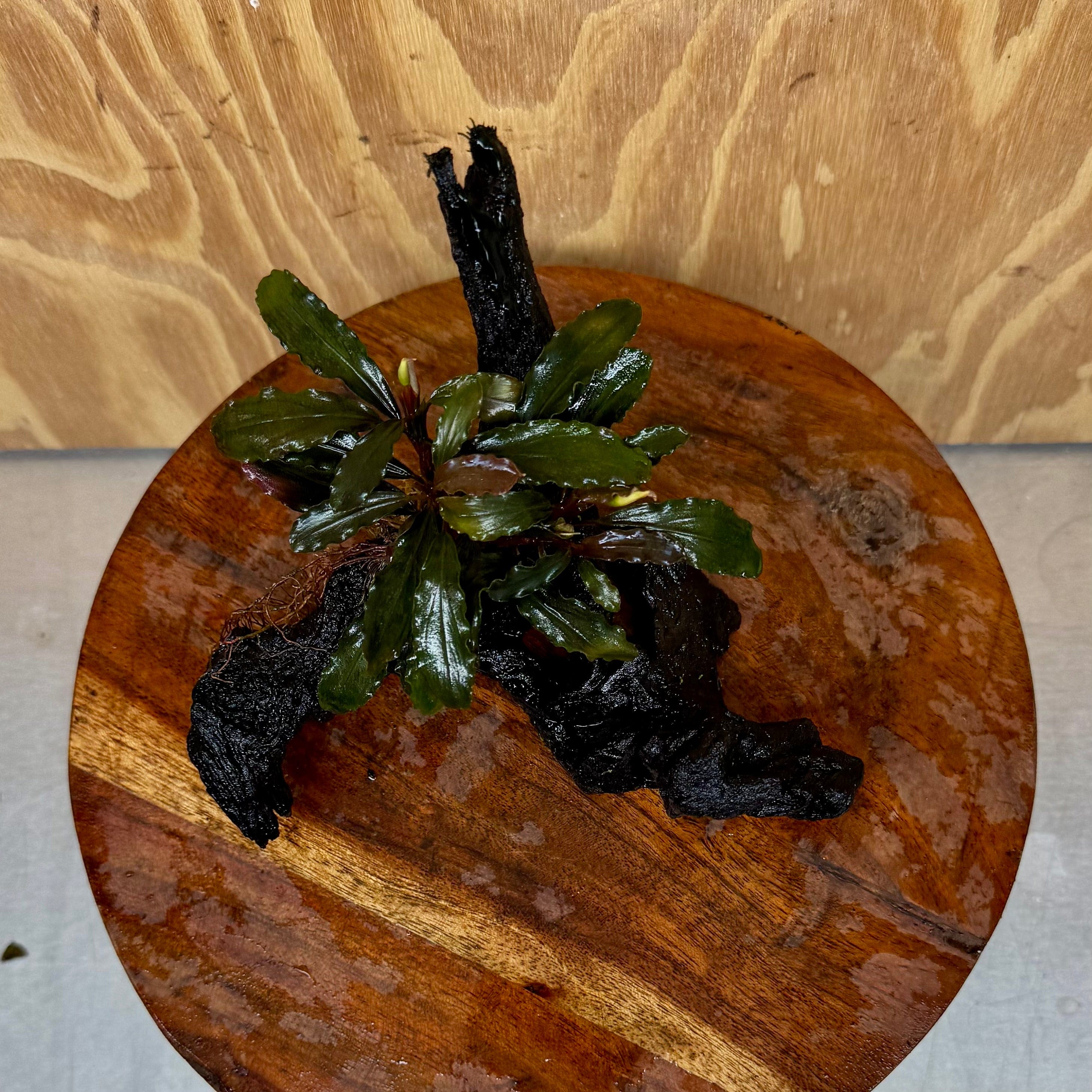 Scapeshop.com.au One Only Bucephalandra on Small Driftwood - ONE ONLY - Intricate Bucephalandra on Small Driftwood - ONE ONLY - Scapeshop Australia