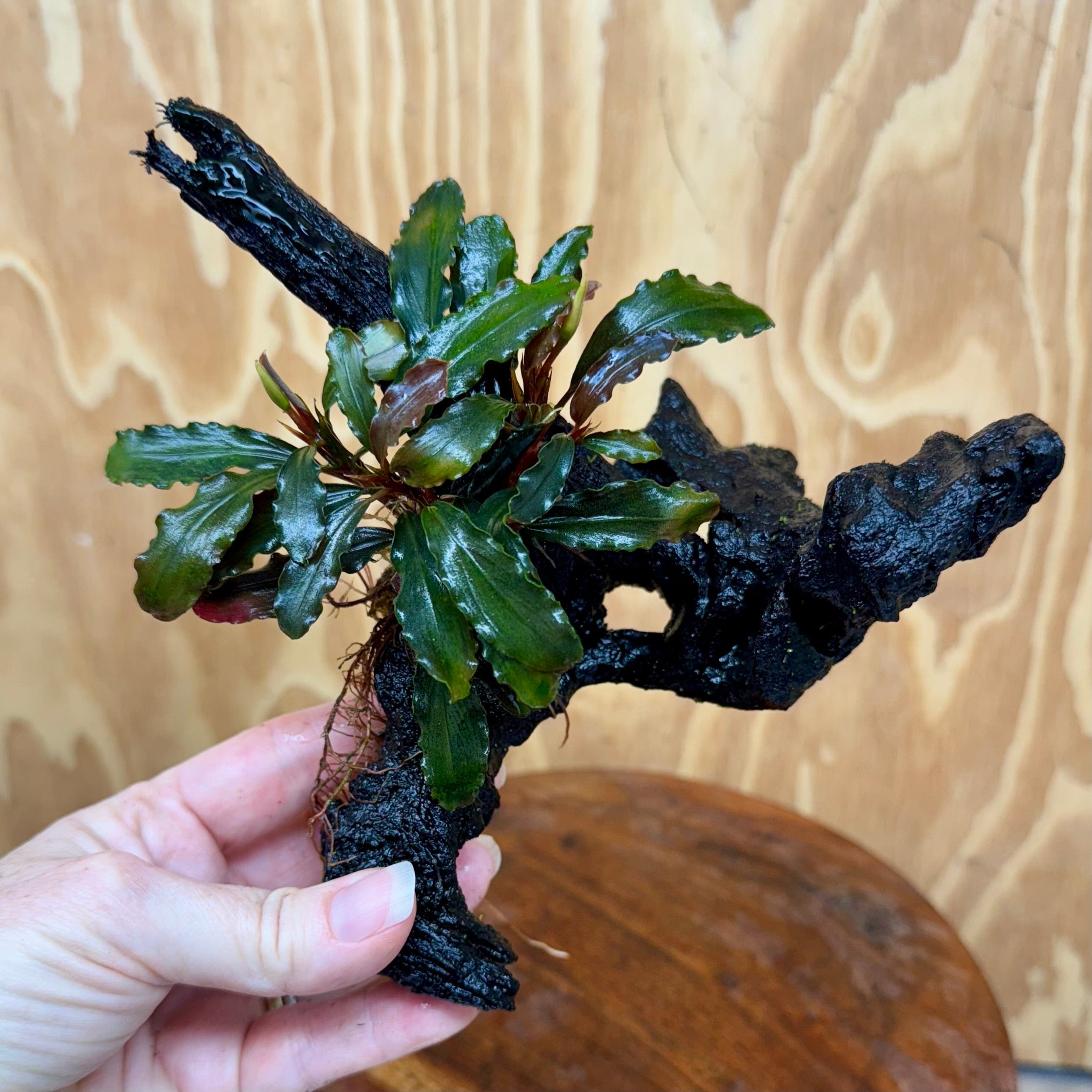 Scapeshop.com.au One Only Bucephalandra on Small Driftwood - ONE ONLY - Intricate Bucephalandra on Small Driftwood - ONE ONLY - Scapeshop Australia