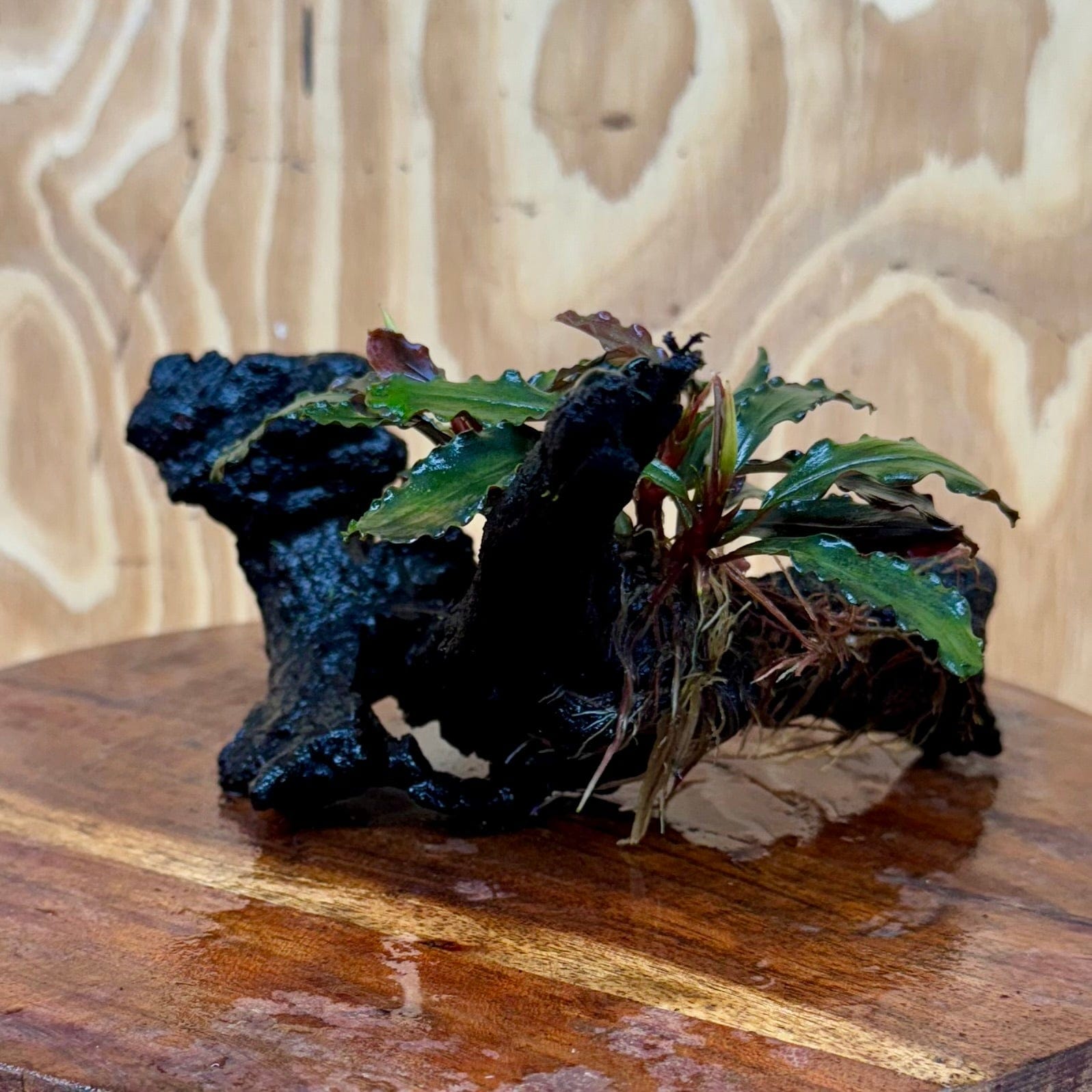 Scapeshop.com.au One Only Bucephalandra on Small Driftwood - ONE ONLY - Intricate Bucephalandra on Small Driftwood - ONE ONLY - Scapeshop Australia