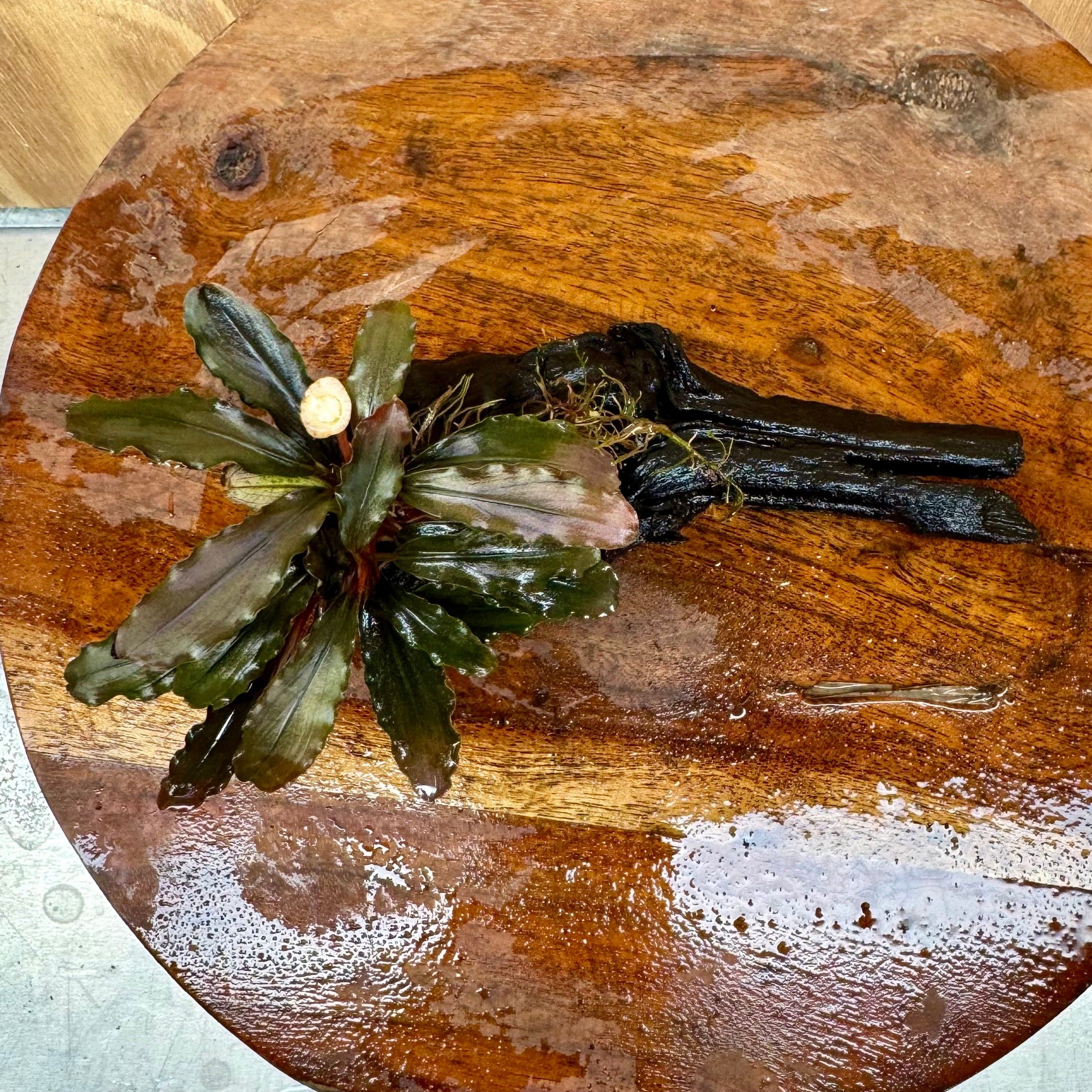 Scapeshop.com.au One Only Bucephalandra on Small Driftwood - ONE ONLY - Intricate Bucephalandra on Small Driftwood - ONE ONLY - Scapeshop Australia