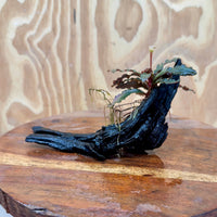 Scapeshop.com.au One Only Bucephalandra on Small Driftwood - ONE ONLY - Intricate Bucephalandra on Small Driftwood - ONE ONLY - Scapeshop Australia