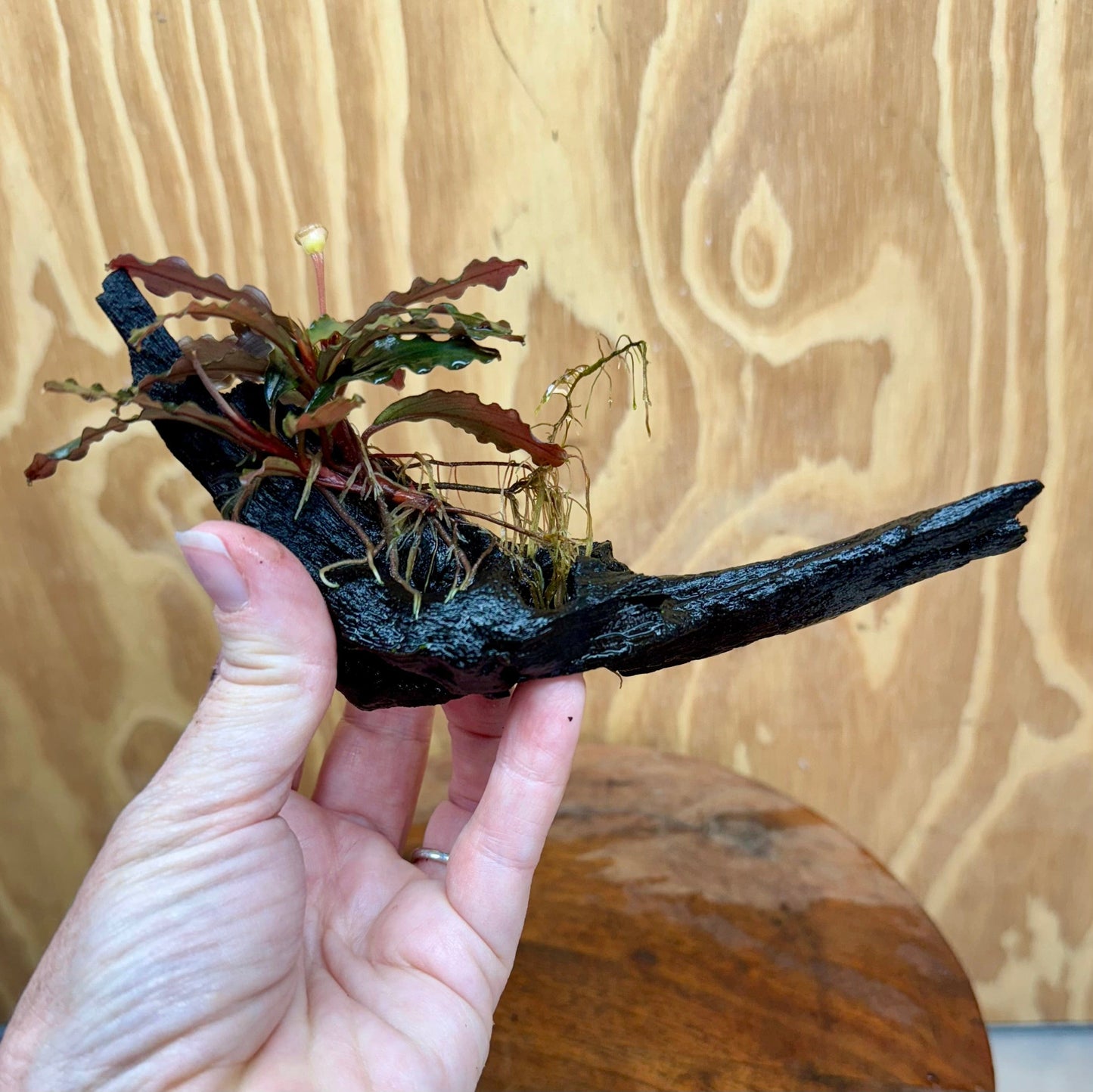Scapeshop.com.au One Only Bucephalandra on Small Driftwood - ONE ONLY - Intricate Bucephalandra on Small Driftwood - ONE ONLY - Scapeshop Australia