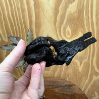 Scapeshop.com.au One Only Bucephalandra on Small Driftwood - ONE ONLY - Intricate Bucephalandra on Small Driftwood - ONE ONLY - Scapeshop Australia