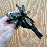 Scapeshop.com.au One Only Bucephalandra on Small Driftwood - ONE ONLY - Intricate Bucephalandra on Small Driftwood - ONE ONLY - Scapeshop Australia