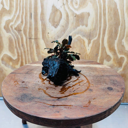 Scapeshop.com.au One Only Bucephalandra on Small Driftwood - ONE ONLY - Intricate Bucephalandra on Small Driftwood - ONE ONLY - Scapeshop Australia