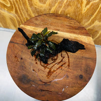Scapeshop.com.au One Only Bucephalandra on Small Driftwood - ONE ONLY - Intricate Bucephalandra on Small Driftwood - ONE ONLY - Scapeshop Australia