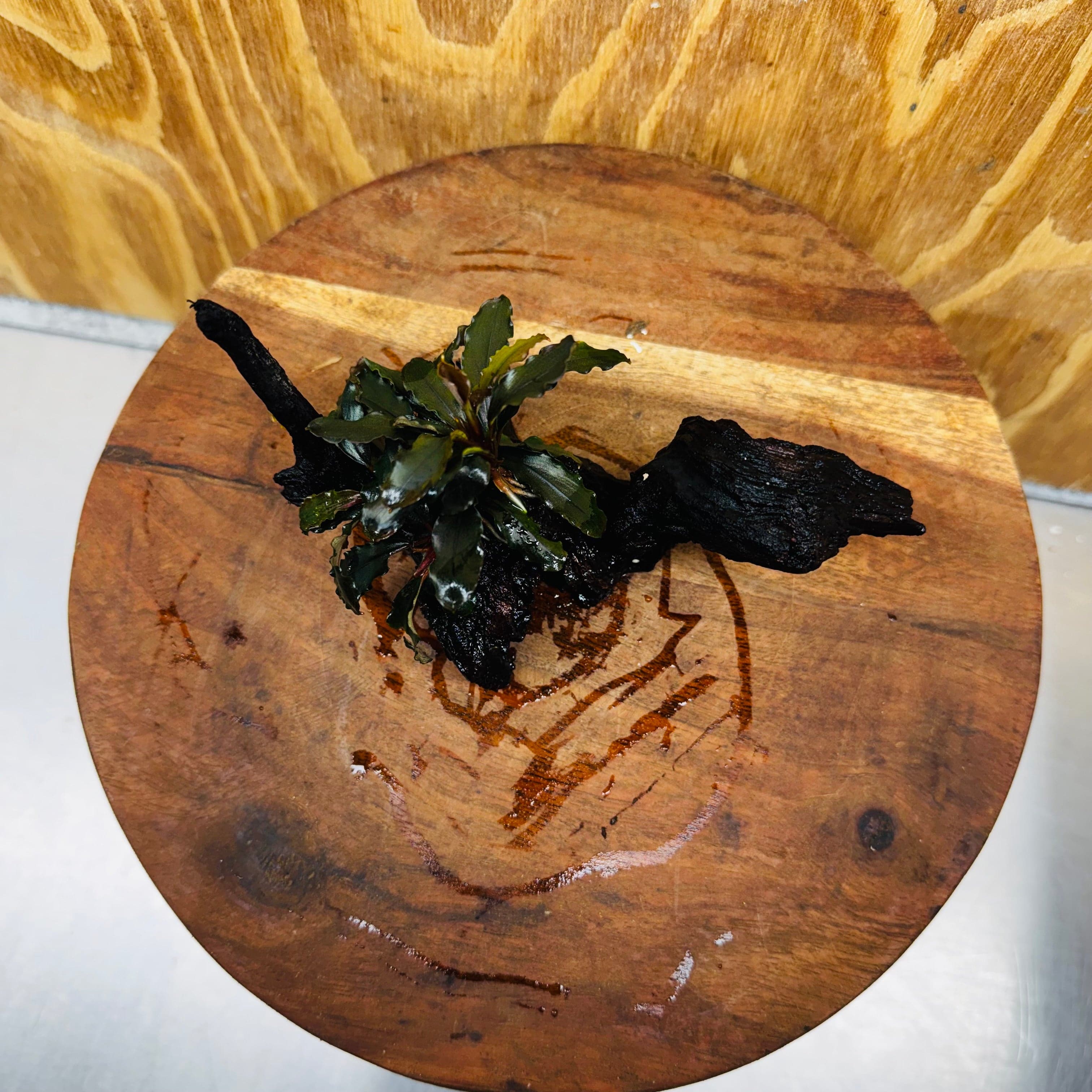 Scapeshop.com.au One Only Bucephalandra on Small Driftwood - ONE ONLY - Intricate Bucephalandra on Small Driftwood - ONE ONLY - Scapeshop Australia