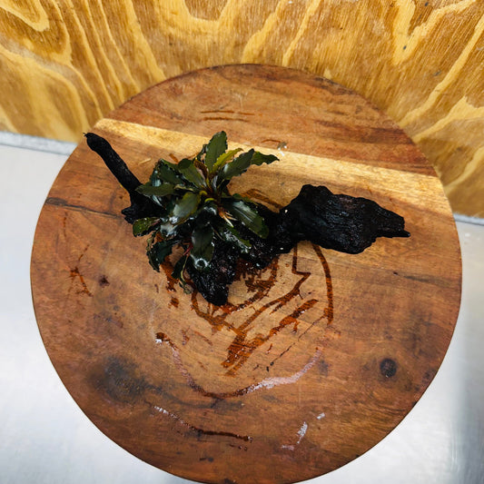 Scapeshop.com.au One Only Bucephalandra on Small Driftwood - ONE ONLY - Intricate Bucephalandra on Small Driftwood - ONE ONLY - Scapeshop Australia