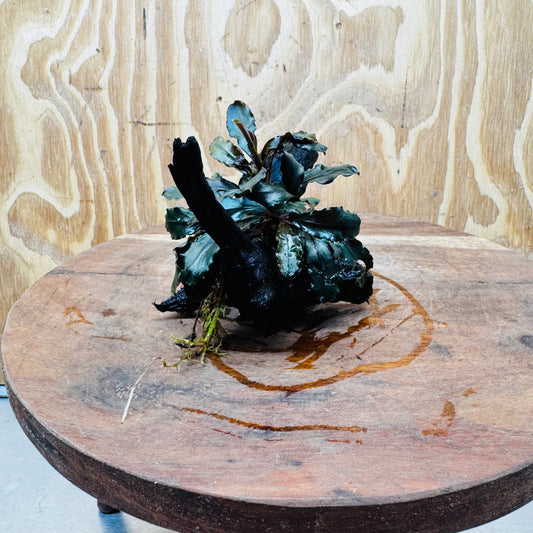 Scapeshop.com.au One Only Bucephalandra on Small Driftwood - ONE ONLY - Intricate Bucephalandra on Small Driftwood - ONE ONLY - Scapeshop Australia