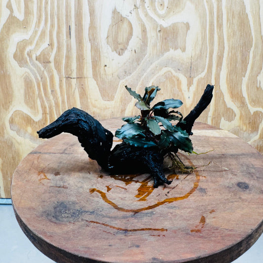 Scapeshop.com.au One Only Bucephalandra on Small Driftwood - ONE ONLY - Intricate Bucephalandra on Small Driftwood - ONE ONLY - Scapeshop Australia