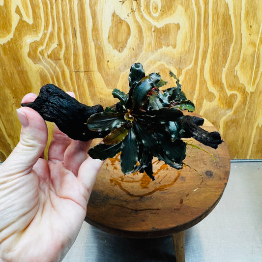 Scapeshop.com.au One Only Bucephalandra on Small Driftwood - ONE ONLY - Intricate Bucephalandra on Small Driftwood - ONE ONLY - Scapeshop Australia