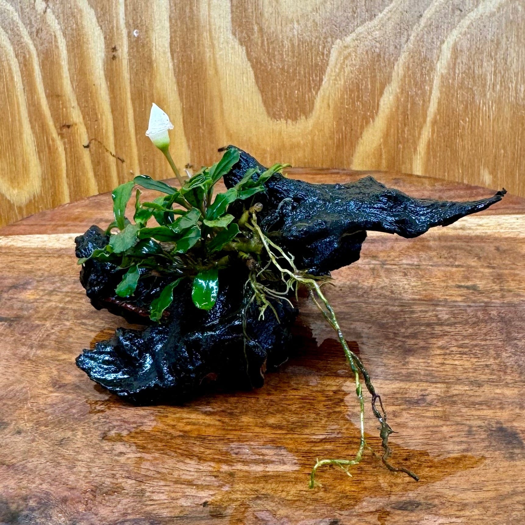 Scapeshop.com.au One Only Bucephalandra on Small Driftwood - ONE ONLY - Intricate Bucephalandra on Small Driftwood - ONE ONLY - Scapeshop Australia