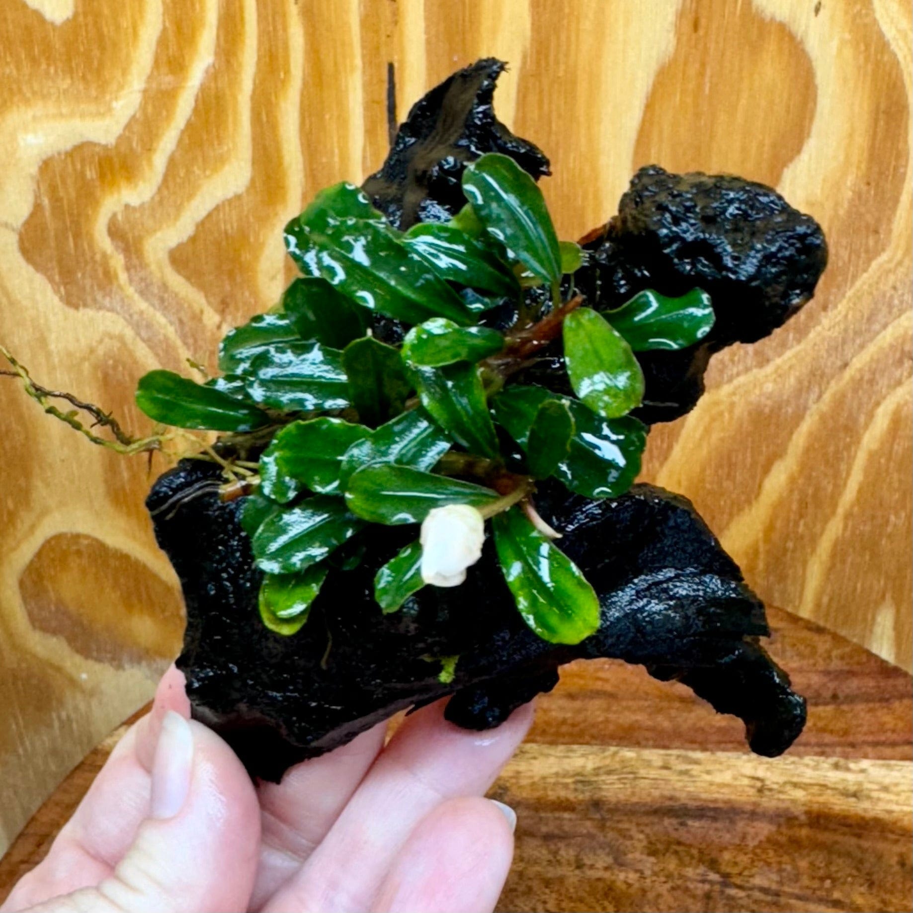 Scapeshop.com.au One Only Bucephalandra on Small Driftwood - ONE ONLY - Intricate Bucephalandra on Small Driftwood - ONE ONLY - Scapeshop Australia