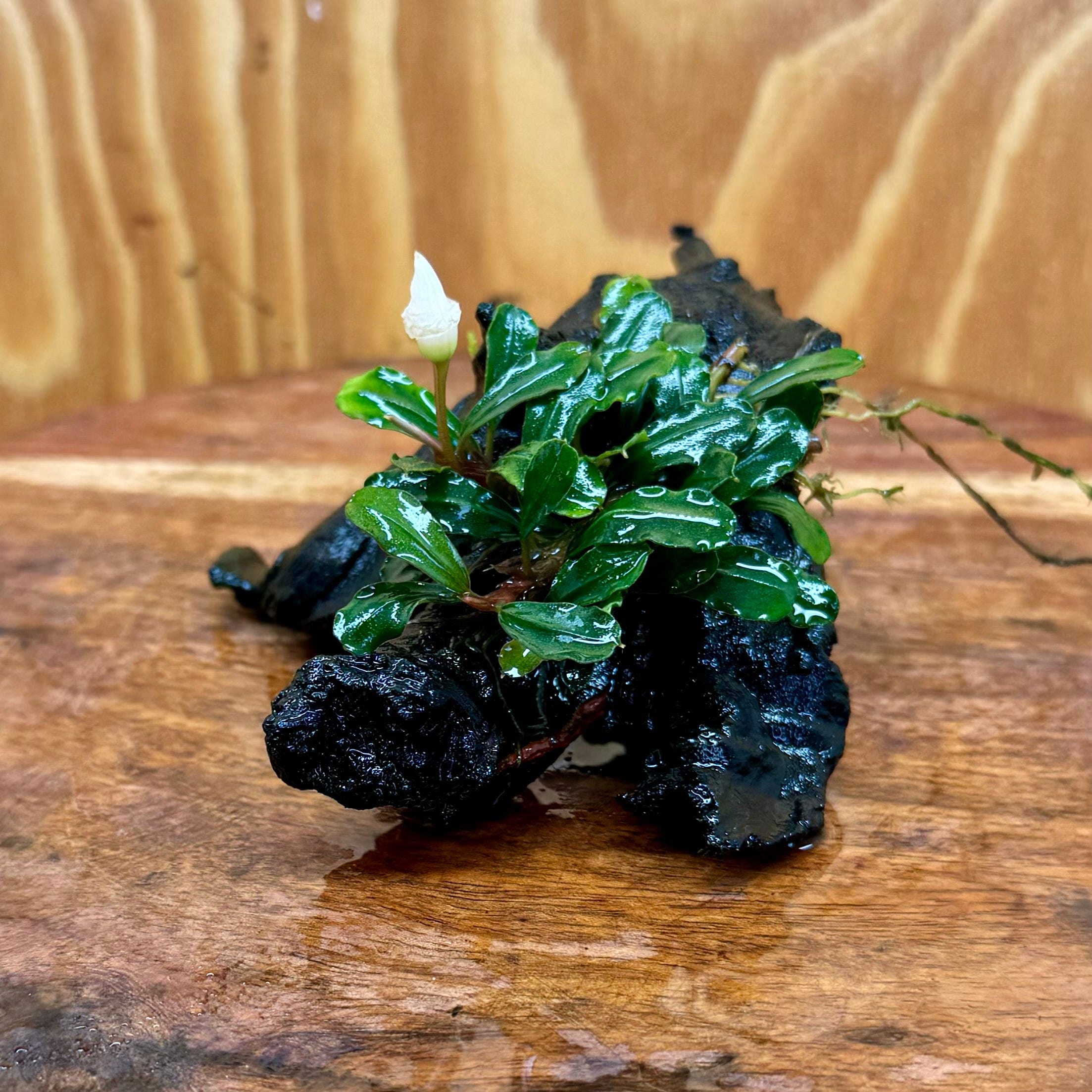 Scapeshop.com.au One Only Bucephalandra on Small Driftwood - ONE ONLY - Intricate Bucephalandra on Small Driftwood - ONE ONLY - Scapeshop Australia