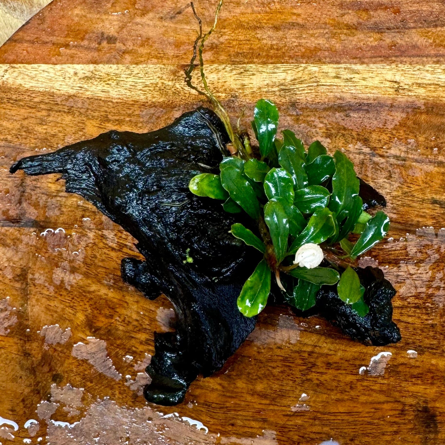 Scapeshop.com.au One Only Bucephalandra on Small Driftwood - ONE ONLY - Intricate Bucephalandra on Small Driftwood - ONE ONLY - Scapeshop Australia